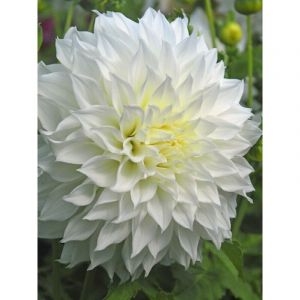 Dahlia Gpe G&eacute;ant d&eacute;coratif 'Fleurel' Bulbe calibre I