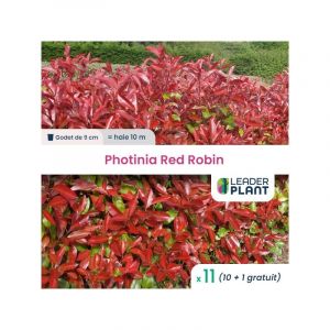 Leaderplant.com - 11 x Photinia Red Robin en godet