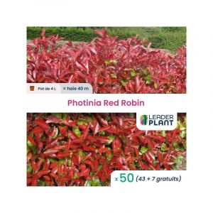 Leaderplant.com - 50 x Photinia 'Red Robin' en pot de 4 l