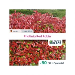 Leaderplant.com - 50 x Photinia Red Robin en pot de 1 litre