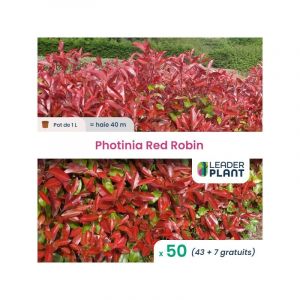 Leaderplantcom - 50 Photinia Red Robin pot 1 Litres