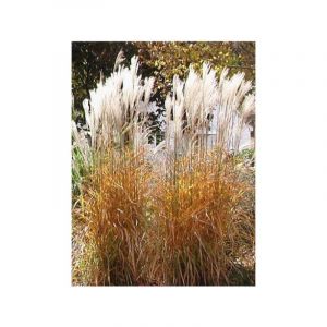 Eulalie, Roseau de Chine 'Purpurescens' Pot de 2L/3L