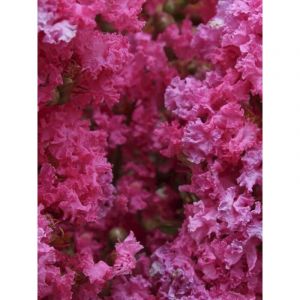 Lilas des Indes 'Yang Tse' Pot de 3L/4L