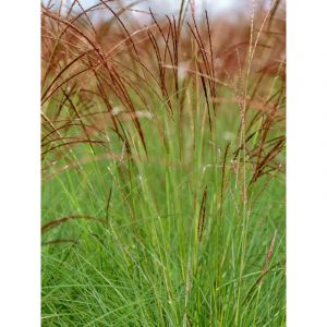 Eulalie, Roseau de Chine 'Cute One' Pot de 1L/1,5L