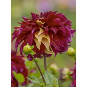 Dahlia g&eacute;ant d&eacute;coratif 'Bohemian Spartacus' Bulbe calibre I