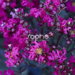 Lilas des Indes Black Diamond® Mystic Magenta™, Lagerstroemia/Pot de 3L