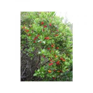 Arbousier, Arbre à fraises 'Atlantic' Pot de 4L/5L, Buisson