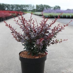 Berberis thunbergii Dart's Red Lady - &Eacute;pine-vinette Pot de 2L/3L