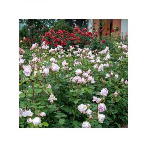 Plante Sweet Moon Rose, photos réelles