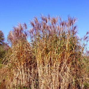 Roseau de Chine Graziella' - Miscanthus sinensis Graziella' pot 3L
