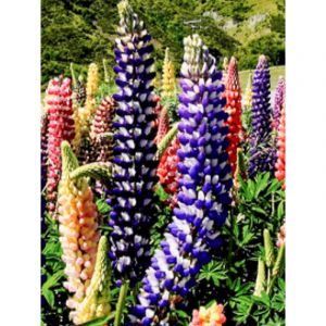 Le Jardin Du Pic Vert - Lupin 'Russell Hybrids Mix' le sachet de 100 graines (2,5g)