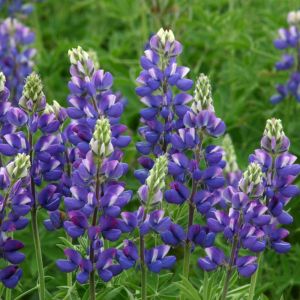Graines de Lupin annuel Avalune Blue - Lupinus hartwegii le sachet de 40 graines (1g)