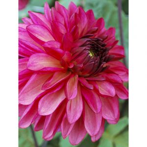 Dahlia d&eacute;coratif 'Baccardi' Bulbe calibre I
