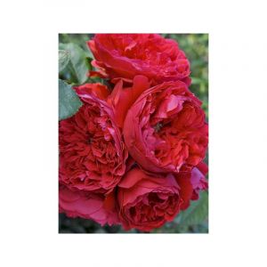 Rosier grimpant 'Florentina' Pot de 4L/5L
