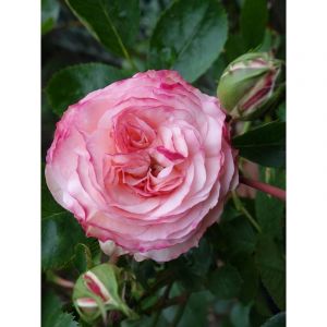Rosier grimpant 'Mini Eden Rose' Pot de 4L/5L
