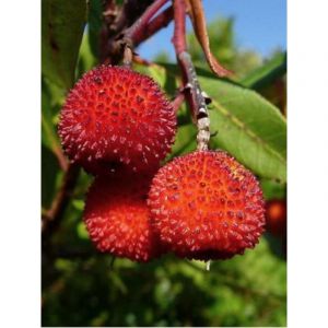 Arbousier, Arbre à fraises Pot de 18L/20L