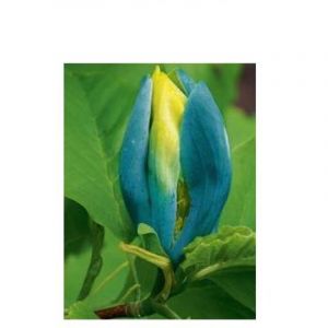 Arbre &agrave; cornichons, Magnolia acumin&eacute; 'Blue Opal' Pot de 7,5L/10L
