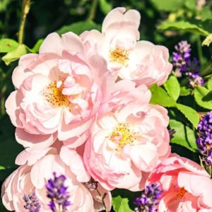 Rosier grimpant Parfum d'Evita&reg; 'Barise'/Godet