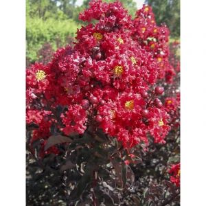Lilas des Indes 'Black Solitaire Best Red' Pot de 3L/4L, Touffe