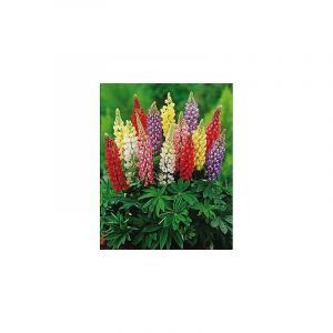 LUPIN EN MELANGE - LOT DE 3 GODETS - plante vivace