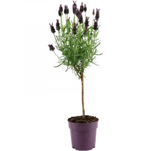 Bloomique - Lavandula Stoechas Anouk - Lavande Papillon sur Tige - Rustique - Plante balcon - Plante jardin - Parfum&eacute;e - Hauteur 20-30 cm - Pot 12 cm