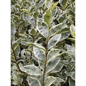 Tro&egrave;ne de Californie 'Argenteum' Pot de 2L/3L