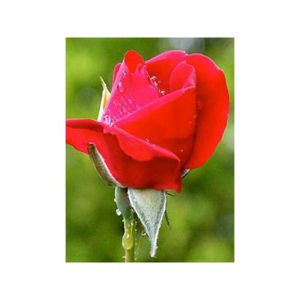 Rosier grimpant 'Paul's Scarlet Climber' Pot de 4L/5L