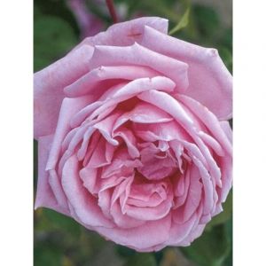 Rosier grimpant 'Coral Dawn' Pot de 4L/5L