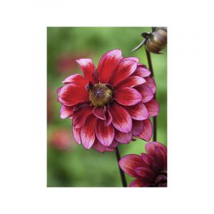 Dahlia d&eacute;coratif 'Darkarin' Bulbe taille I