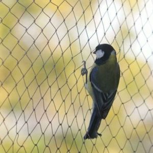 Filet anti oiseaux, 10 x 6 m de large, filet anti oiseaux, filet de protection solide pour bassin de jardin, pour fruits, l&eacute;gumes - Choyclit