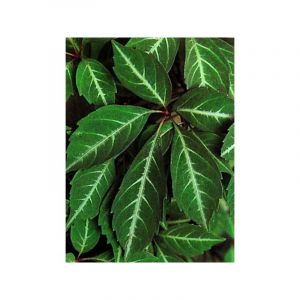 Vigne vierge de Henry Godet de 8/9 cm