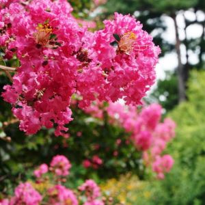 Lilas des Indes Bergerac&reg;, Lagerstroemia/Pot de 7,5L