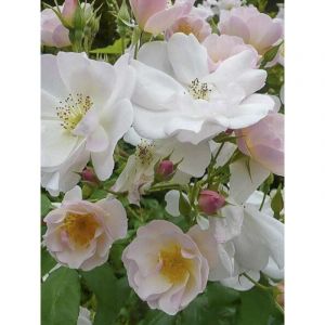 Rosier grimpant 'Sourire d'Orchid&eacute;e' Racines nues en motte