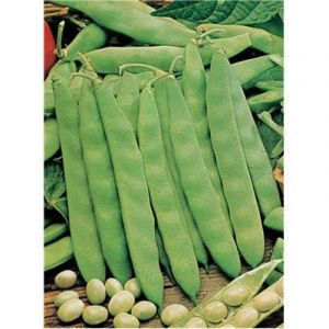 Haricot coco nain blanc precoce - 750 g - graines