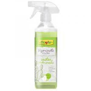 Cactus foliaire foliaire de fleurs, plantes crasses et Aevers, 500 ml