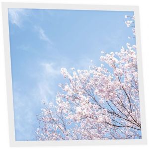 Dalle LED Imprim&eacute;e 60x60 cm - Motif Nuances Roses - Lumi&egrave;re Blanc Neutre 4000K - Panneau Lumineux pour Plafond Bureau Salon Cuisine - Facile &agrave;