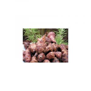 Topinambour - 5 Pieds -Graine De Legume