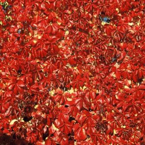 Vigne Vierge quinquefolia Red wall® 'Troki'/Pot de 2L