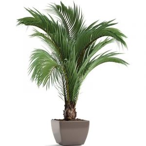 Autocollants Muraux D'art En Pot De Plantes Vertes De Simulation, Autocollant Mural De Plante Verte 3d, Autocollant Mural De Fleur De Plante De Vase