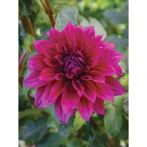 Dahlia g&eacute;ant d&eacute;coratif 'Babyloon Pourpre' Bulbe calibre I