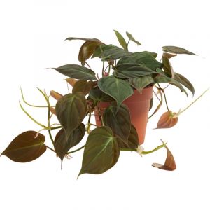 Bloomique - Philodendron Scandens Micans - Plante retombante - Convient également comme plante grimpante - Plante d'intérieur - Purificateur d'air