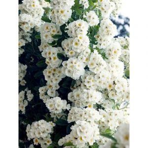 Rosier liane 'Bobby James' Racines nues en motte