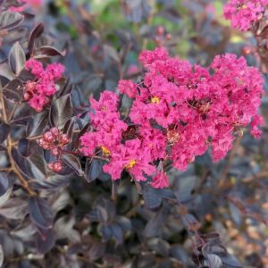Lilas des Indes Black Diamond&reg; Pav&eacute; Pink&trade; 'JBG 19003', Lagerstroemia/Pot de 3L