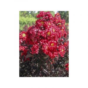 Lilas des Indes 'Black Solitaire Best Red' Pot de 7,5L/10L, Demi-Tige de 40/50