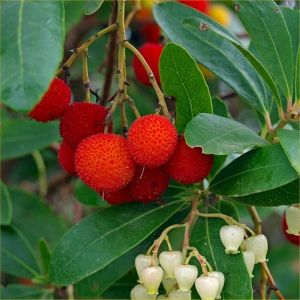 Arbre &agrave; fraises - Arbutus unedo - 60-80 cm pot