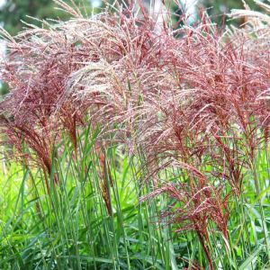 Roseau de Chine Red Chief' - Miscanthus sinensis Red Chief' pot 7,5L