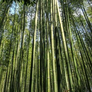 Bambou Fargesia robusta Formidable 80/100cm