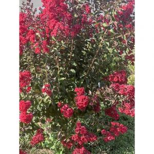 Lilas des Indes 'Dynamite' Pot de 7,5L/10L, Tige