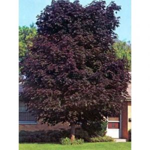 &Eacute;rable plane colonnaire 'Crimson King' Pot de 20L/25L