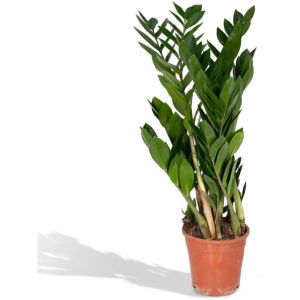 Plante d'int&eacute;rieur (Zamioculcas Zamiifolia) - &Oslash;17cm - ↕70cm&ndash; ComfortXL Green